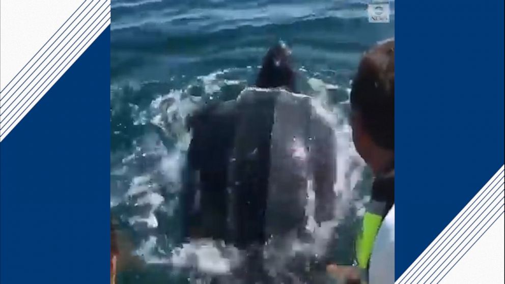Father and daughter rescue turtle trapped in fishing net