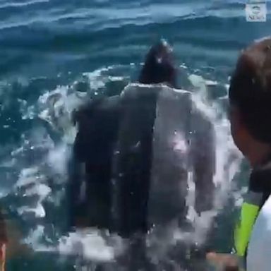 A father and daughter team leading a tour group in Portugal rescued a leatherback turtle that was tangled in a fishing net.