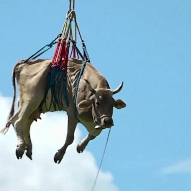 VIDEO: Cow airlifted by helicopter in Swiss Alps