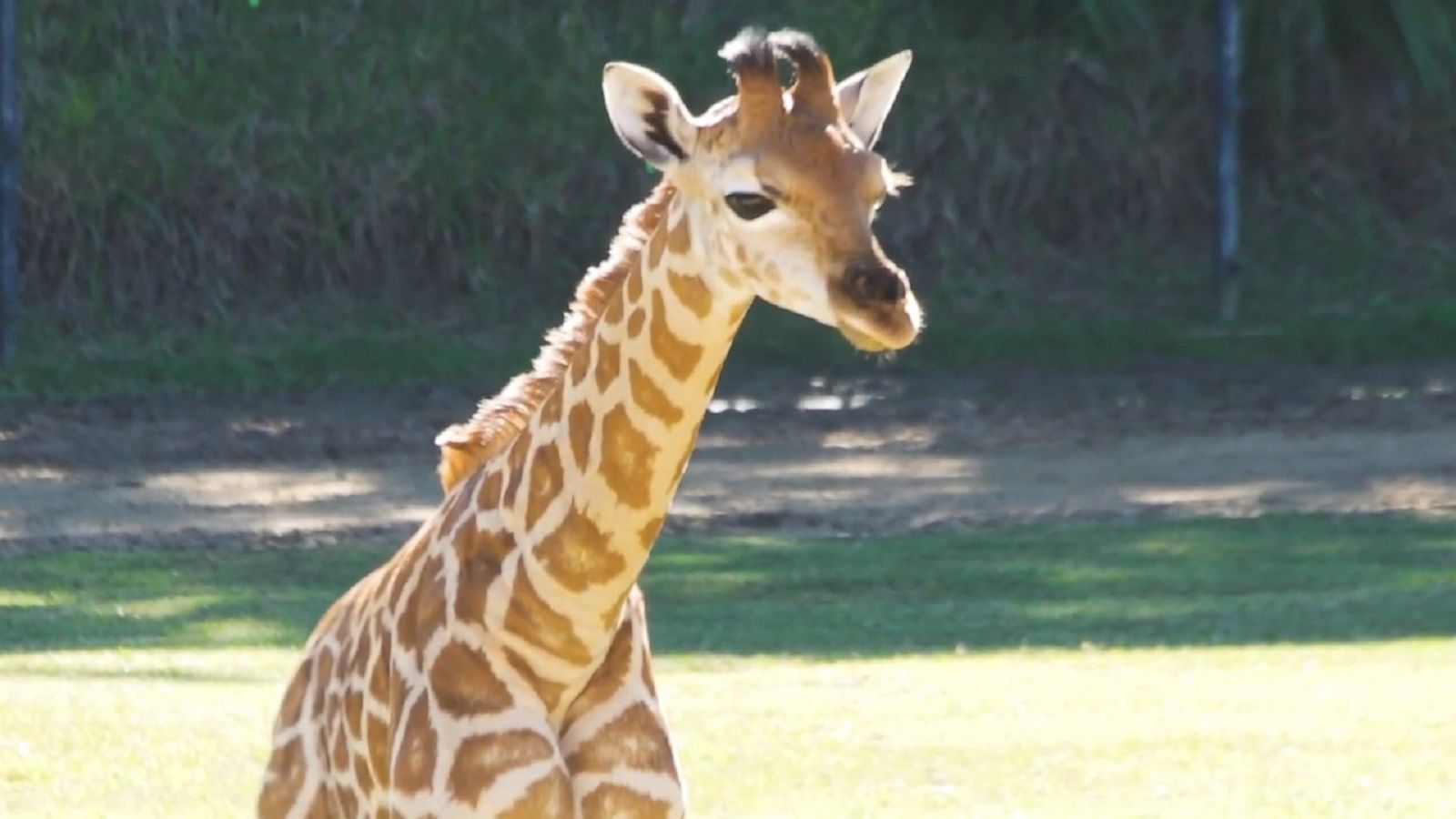 Letter M Monogram Child Safari Animals Giraffe T-Shirt