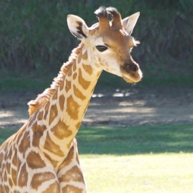 The pair of calves were born several months apart.