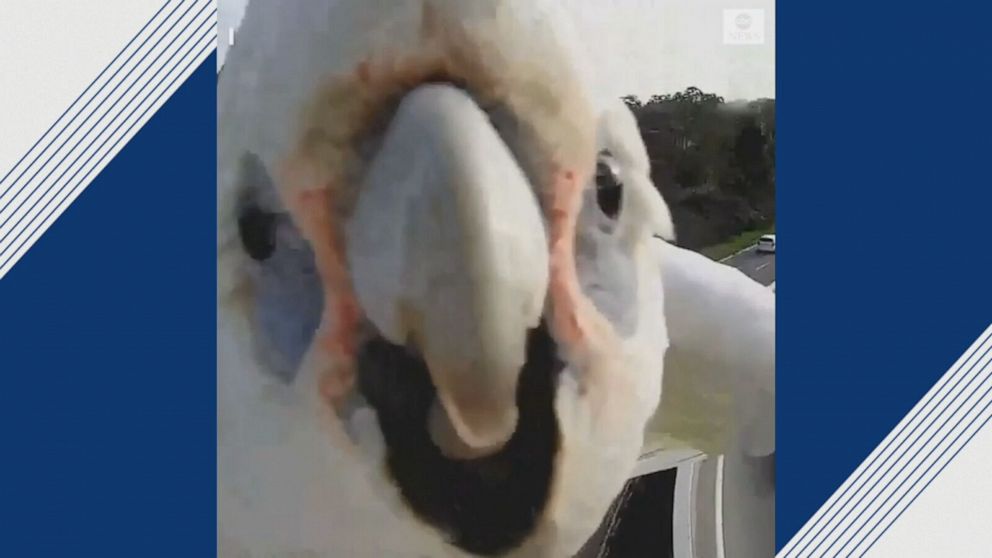 Bird Pulls Focus Of Traffic Cam Over Perth Video Abc News
