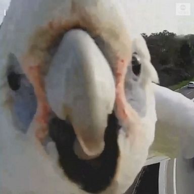 VIDEO: Bird pulls focus of traffic cam over Perth