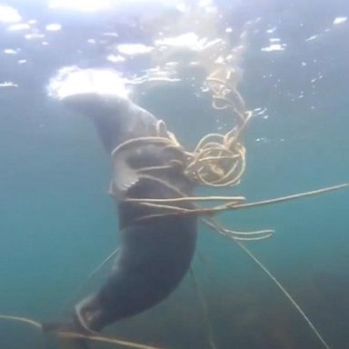 VIDEO: Seal escapes after getting tangled up in fishing gear