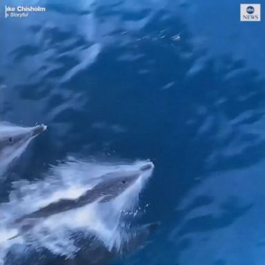 VIDEO: Playful dolphins swim with boat in Queensland