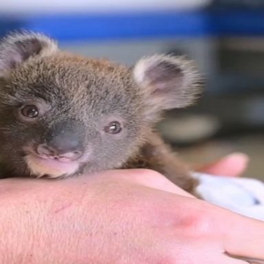 Orphaned koala rescued