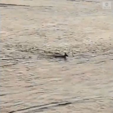 VIDEO: Kangaroo takes swim at Berrara Beach