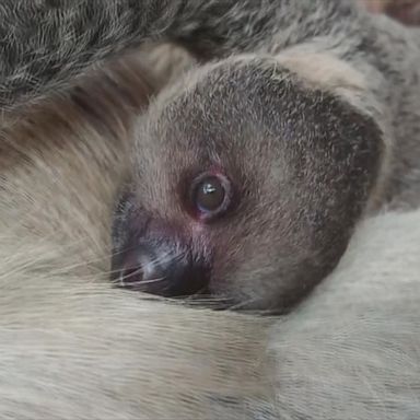 London Zoo welcomes baby sloth