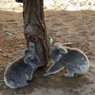 Two baby koalas are seen playing at the Lone Pine Koala Sanctuary in Australia.