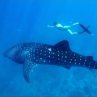 PHOTO: Whale sharks, the largest known species of fish, are common to waters in the Maldives.