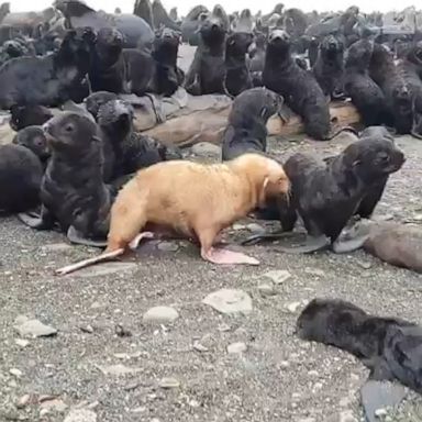 Researchers said the ginger-furred seal pup is so rare it could face rejection from the colony.