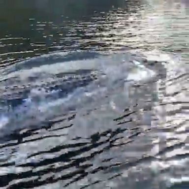 An Australian fisherman captured footage of a giant crocodile tearing through the water next to his boat.