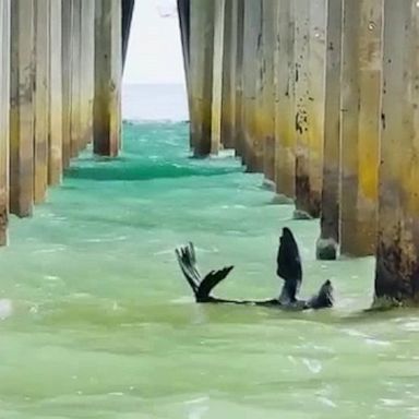 A beachgoer spotted the seal under Brighton Beach Jetty in South Australia.