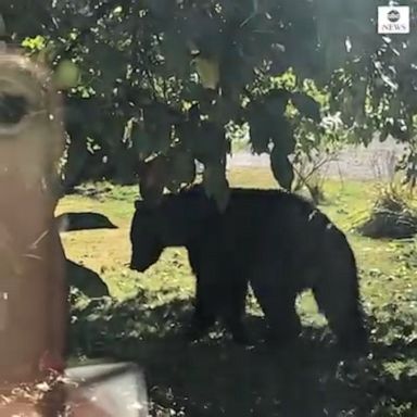  A grizzly bear roaming around a residential area in British Columbia was secured and released into the wild by conservation officers.