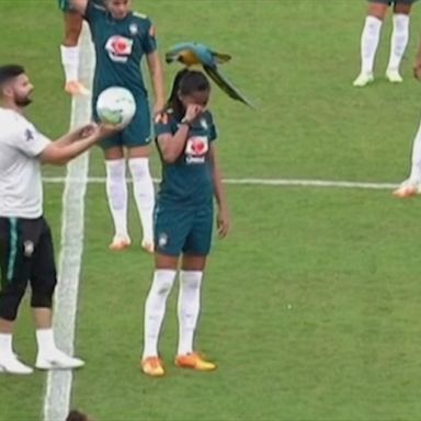 VIDEO: Parrot calls 'time out' during soccer game in Brazil