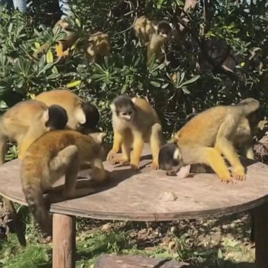 Squirrel monkeys enjoy ice pieces