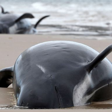 VIDEO: Beached whales, COVID-19 memorial, wildfires continue; World in Photos, Sept. 22