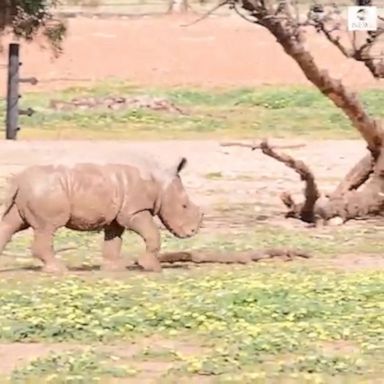 “The little calf’s name is Eshe, which means 'life and energy' in Swahili,” said the chief executive at Monarto Safari Park in Australia.