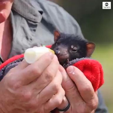 Koala, kangaroo and wallaby joeys were bottle-fed by zoo staff at an animal preschool at the Australian Reptile Park.