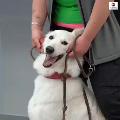 Trained sniffer dogs have been deployed at Finland's main international airport as part of a trial program that aims to detect COVID-19-infected passengers.