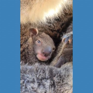 VIDEO: Baby koala emerges from mother's pouch for first time