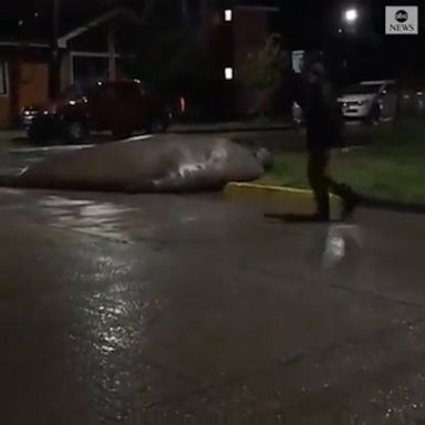 A stranded elephant seal was seen flopping in the streets of a seaside town in Chile before the Chilean Navy returned it to the sea.