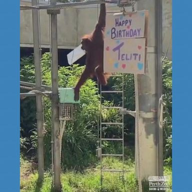 Orangutan celebrates birthday