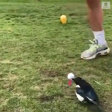 A golfer in the U.K. was interrupted by a magpie that repeatedly knocked away the ball.