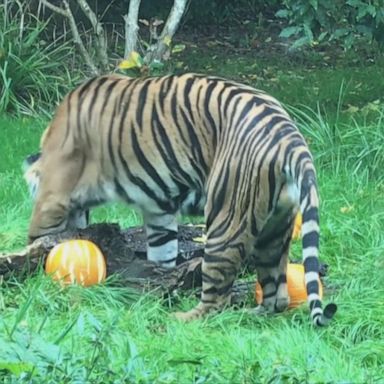 Tiger celebrates Halloween at London Zoo