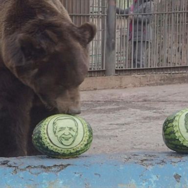 Siberian bear predicts Biden victory over Trump