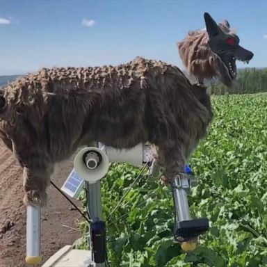 Robot wolf protects Japanese towns from bears