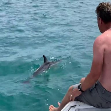 VIDEO: Boaters rescue dolphin caught in fishing line