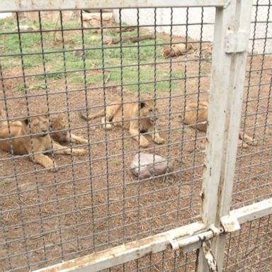 A zoo in Tlaxcala celebrated the birth of five African lion cubs.