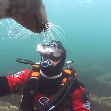 A grey seal used its front flipper to shake the diver’s hand off the coast of Northumberland, England.