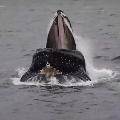 VIDEO: Humpback feasts on fish off Alaskan coast