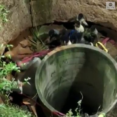 Rescue staff and villagers took more than 14 hours to lift the elephant from a 55-foot-deep well.