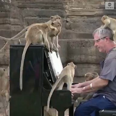 Musician Paul Barton hoped to raise awareness for the monkeys as the pandemic means less visitors come by to feed them.