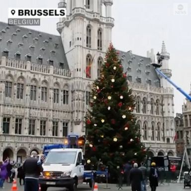 The tree and a nativity scene next to it are the only Christmas traditions organized by the city due to COVID-19 restrictions.