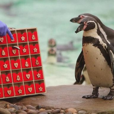 Penguins enjoy fish at zoo