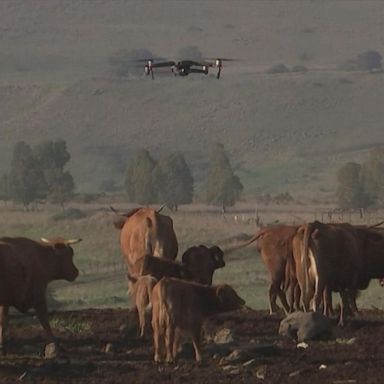 Cow herders use drones to boost efficiency