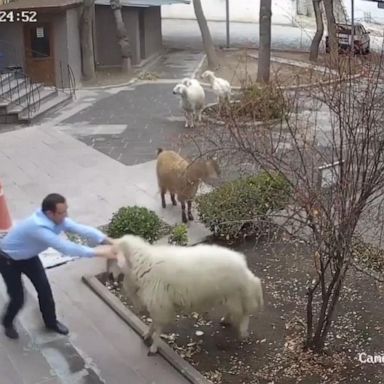 VIDEO: Farm animals terrorize residents of Turkish town