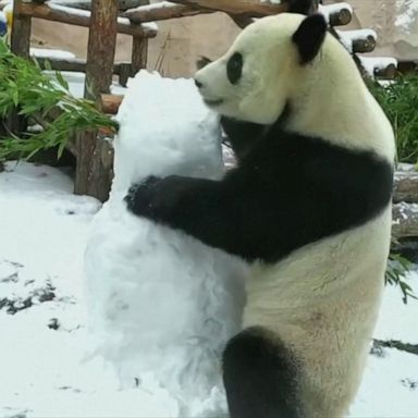 VIDEO: Panda knocks off snowman’s head for carrot treats