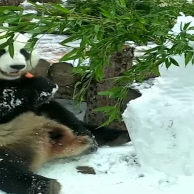 Panda attacks snowman filled with treats