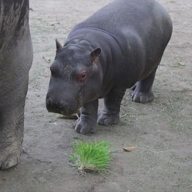 Rare baby hippo explores Mexican zoo