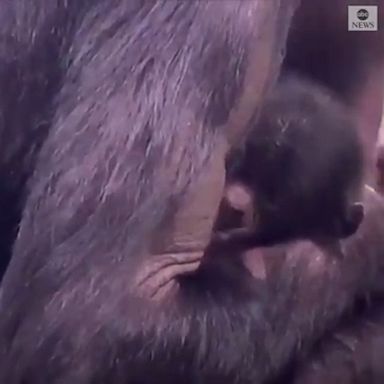 A baby bonobo was born on New Year's Day.