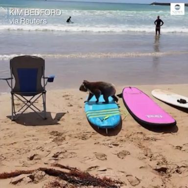 A koala was seen wandering on the beach, stepping across surfboards as beachgoers watched. 