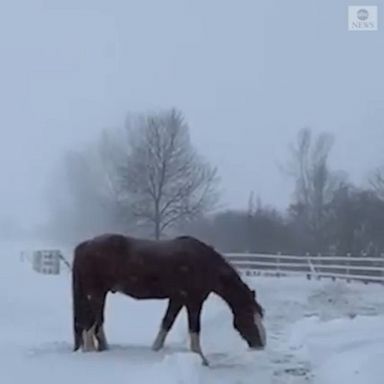 A resident in Canada captured her two 20-year-old horses wandering around the ranch during snowfall. 