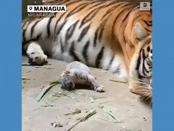 This Adorable Newborn White Bengal Tiger Is the First to Be Born in  Nicaragua