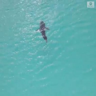 Drone footage captured a shark swimming close to shore on New Year's Day.