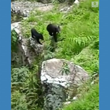 VIDEO: Mother bear and cub explore Machu Picchu